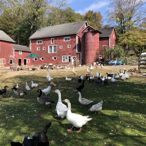 School ducks 