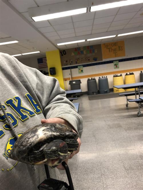 School turtle 