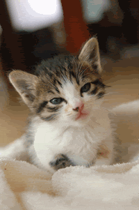 kitten