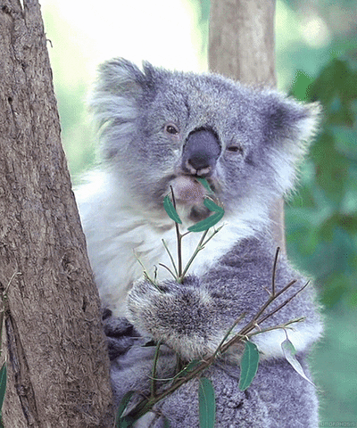 koala