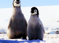 penguin
