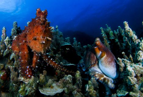 Ocean Life Ocean Life