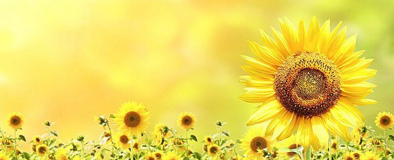 Sunflowers Sunflowers