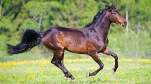 Horse 