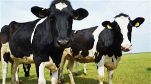 Cows  
